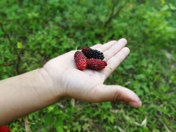 Close-up of hand holding strawberry