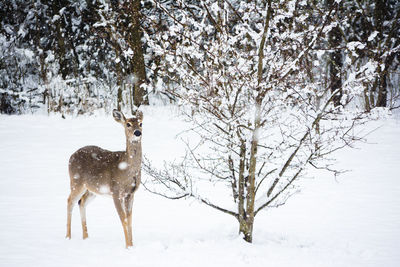 Deer standing by a snow covered tree in winter