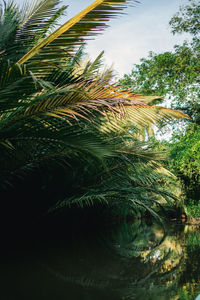 Close-up of palm tree against sky