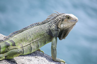 Close-up of lizard on rock