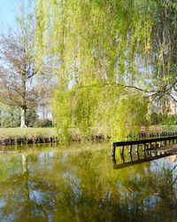 Bridge over canal in forest