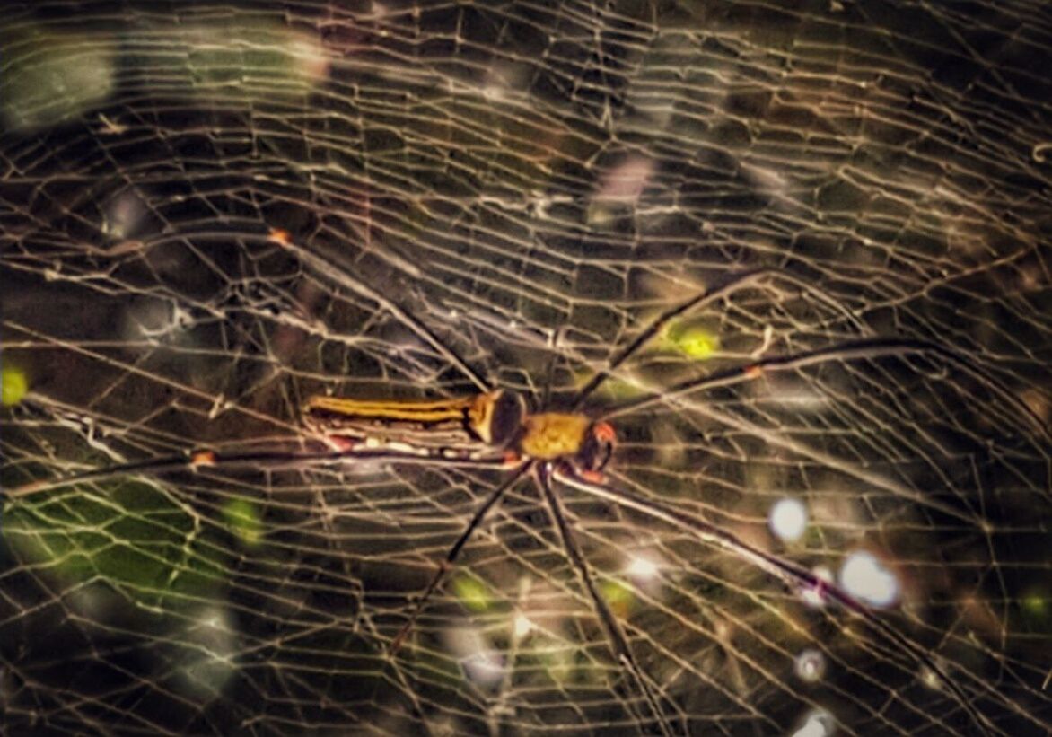 CLOSE-UP OF SPIDER WEB ON PLANT