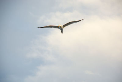 Low angle view of seagull flying in sky