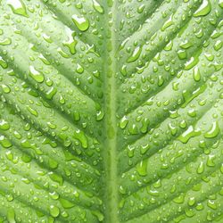 Full frame shot of leaf