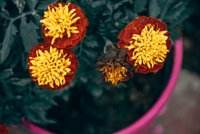 Close-up of orange marigold flowers