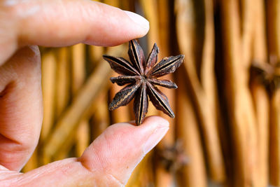Close-up of hand holding leaf