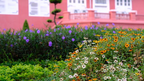 Close-up of flowering plants on field