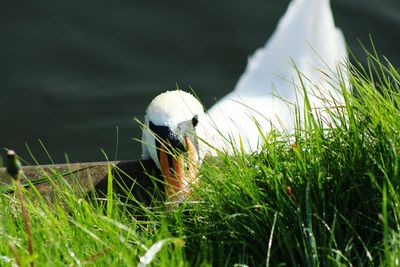 Close-up of grass