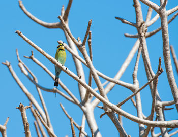 Low angle view of bird perching on branch against sky