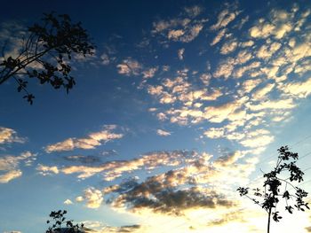 Low angle view of trees against cloudy sky