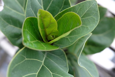 Close-up of fresh green leaves