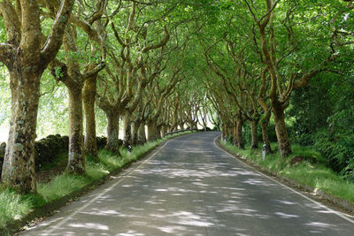 Empty road along trees in forest