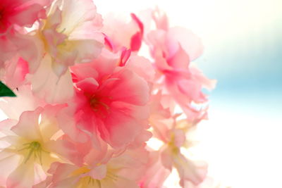 Close-up of pink cherry blossoms