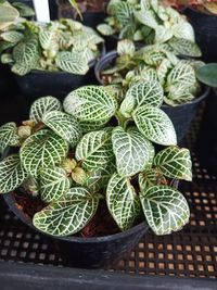 High angle view of succulent plant