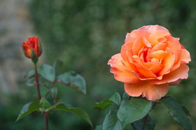 Close-up of rose plant