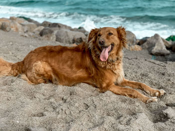 View of dog on beach