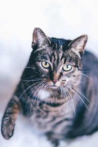 Close-up portrait of cat