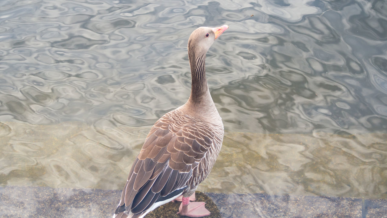 HIGH ANGLE VIEW OF MALLARD DUCK SWIMMING IN LAKE