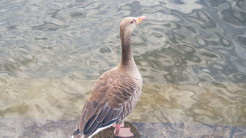 High angle view of duck swimming in lake