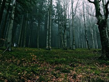 Trees in forest