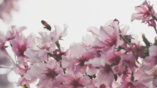 Close-up of pink flowers