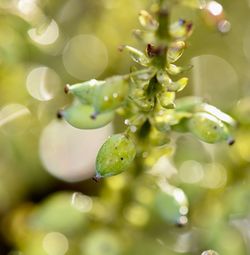 Close-up of fresh green plant