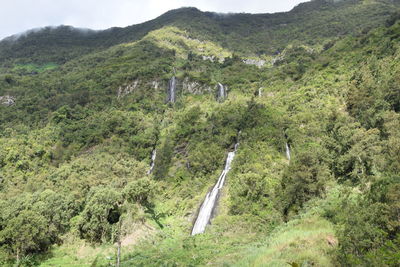 Scenic view of forest