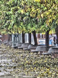 Plants and leaves on street in park