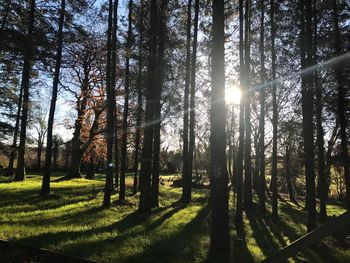 Trees in forest