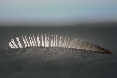 Close-up of feather in sand