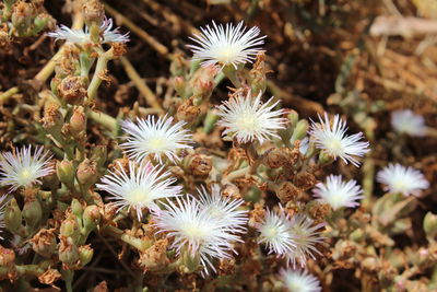 Close-up of white flowers