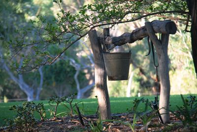 Plants hanging on tree trunk