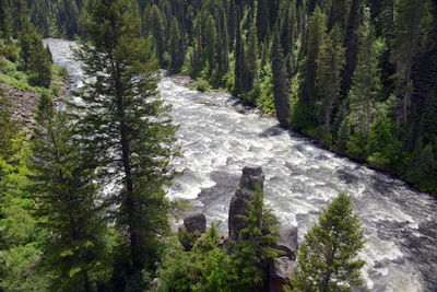 High angle view of water flowing amidst trees in forest