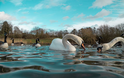 Swans swimming in lake