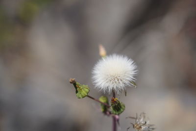 Close-up of dandelion flower