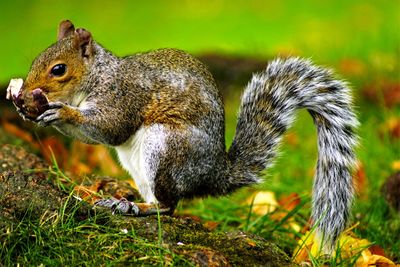 Close-up of squirrel eating grass