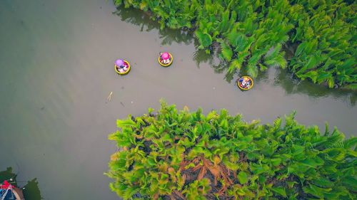 Bay mau water coconut forest, hoi an, quang nam province, vietnam