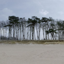 Trees on landscape against sky