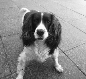 High angle portrait of dog standing on footpath