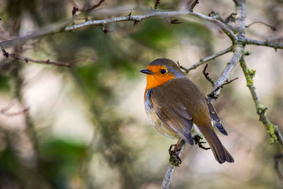 Close-up of bird perching on tree