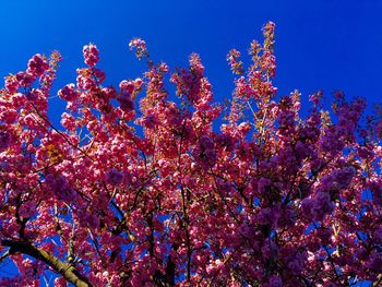 Low angle view of flowers against blue sky