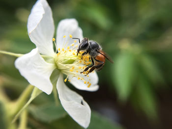 Close-up of bee on flower