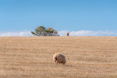 Sheep grazing on paddock. drought scene. impact of global warming on agriculture and livestock