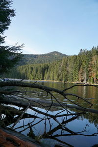 Scenic view of lake by trees against clear sky