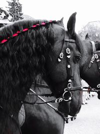 Close-up of horse against sky