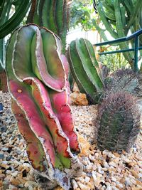 Close-up of prickly pear cactus