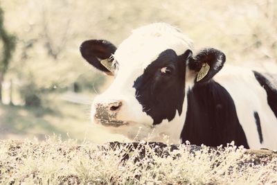 Cows in a field