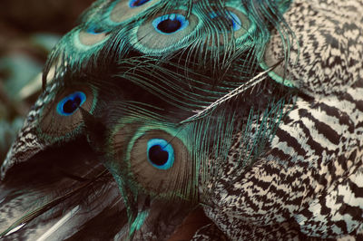 Close-up of peacock