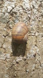 Close-up of shell on rock