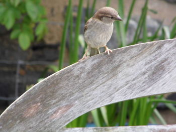 Close-up of bird perching on wood